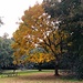 Late Autumn color, black walnut tree by congaree
