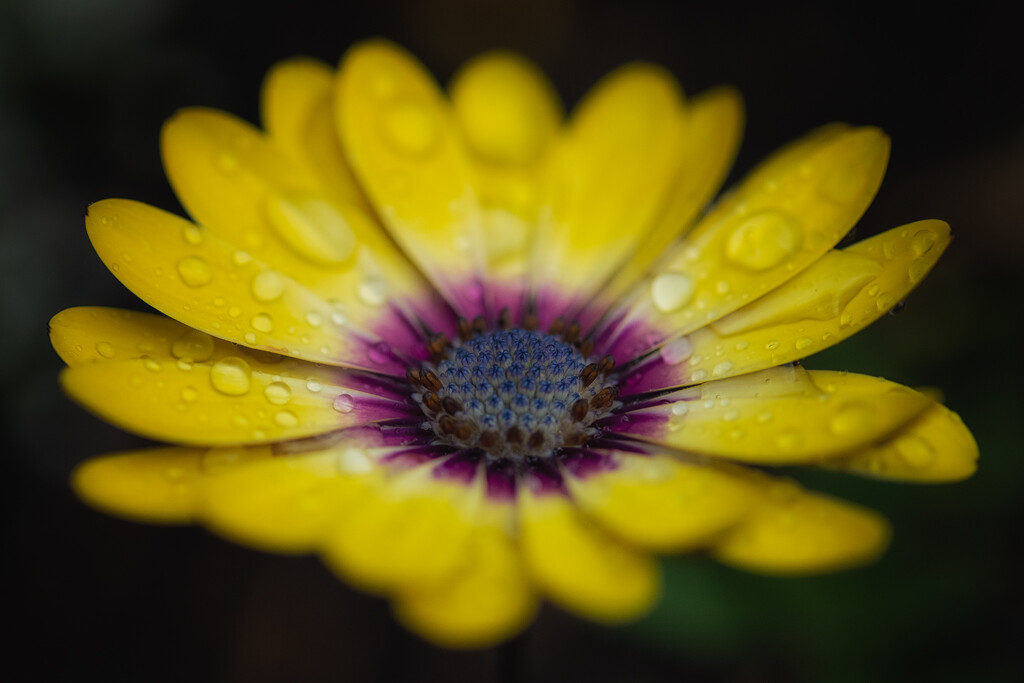 Droplets of Sunshine by helenw2