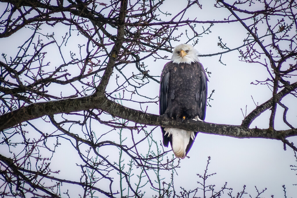 Bald Eagle by cdcook48