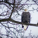 Bald Eagle by cdcook48