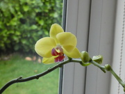 27th Dec 2021 - Another Orchid.