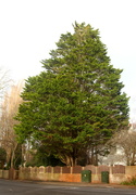 28th Dec 2021 - Green Tree