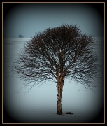 27th Jan 2011 - Hope Stands Alone