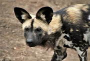 24th Dec 2021 - African Painted Dog