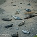 Seals on the beach in Cornwall by nigelrogers