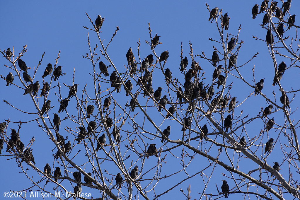 Starlings -  Closer View by falcon11