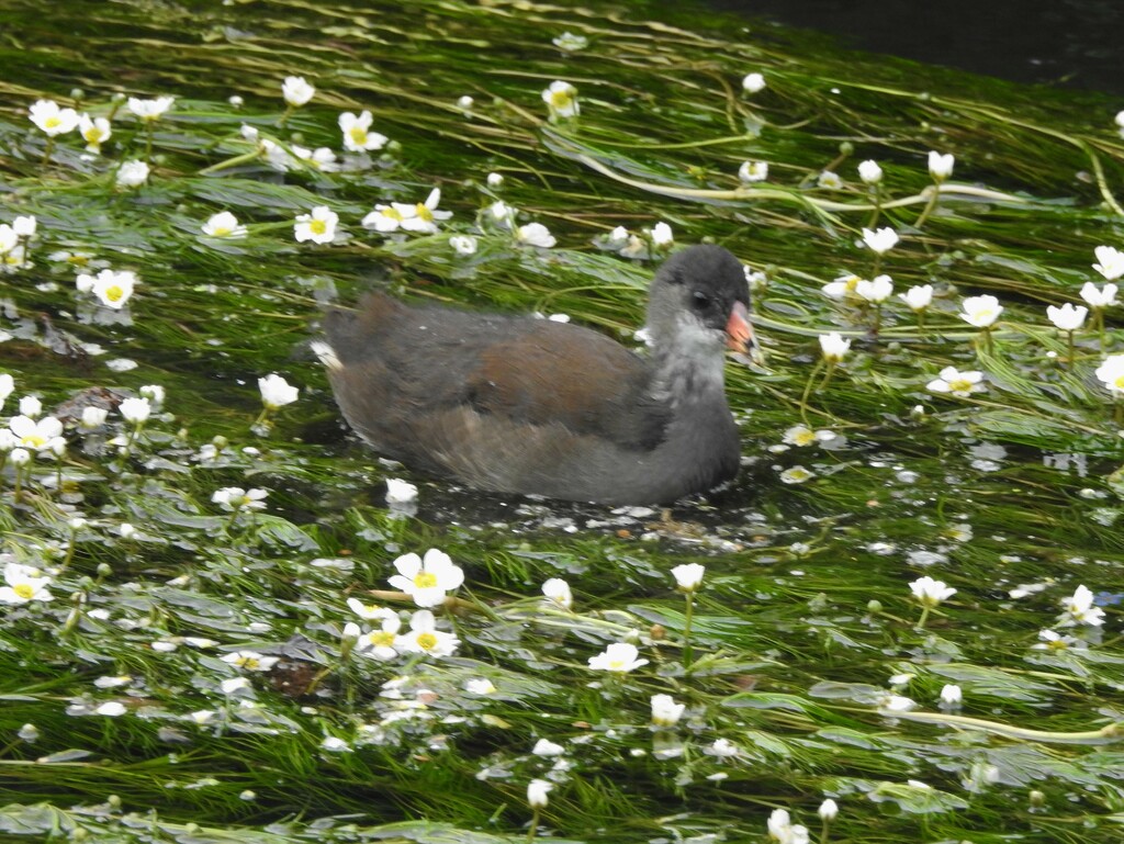 Young Moorhen by oldjosh