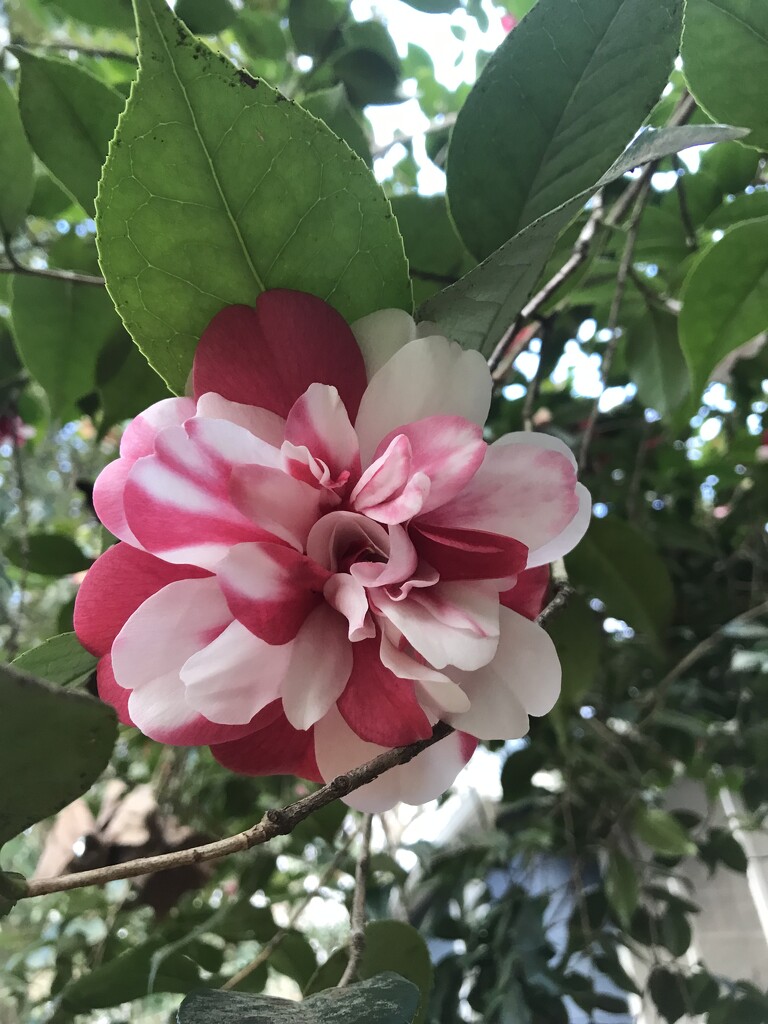 Camellia by gratitudeyear