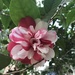 Camellia by gratitudeyear