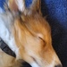 Like a little sleeping wolf pup... by marlboromaam