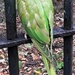The London Parakeet by 365jgh