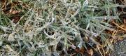 28th Dec 2021 - Ice on the grass