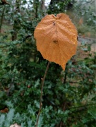 24th Dec 2021 - The last leaf of autumn?