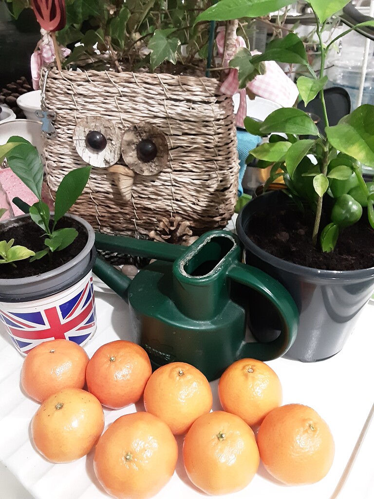Plants,  Owl and clementine oranges. by grace55