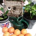Plants,  Owl and clementine oranges. by grace55