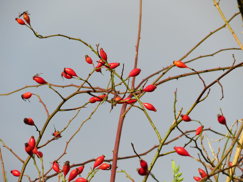 Bright red rose hips brightening a dull day! by anitaw