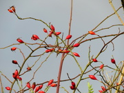 28th Dec 2021 - Bright red rose hips brightening a dull day!