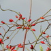 Bright red rose hips brightening a dull day! by anitaw