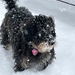 My snow puppy  by pennyrae