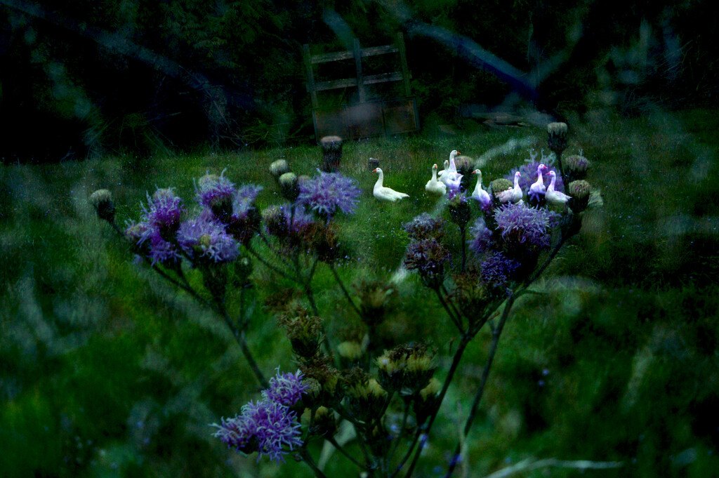 geese in the flowers by francoise