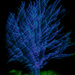 Morton Arboretum Illuminations: Zoom Burst by jyokota