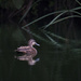 Wild Duck by dkbarnett