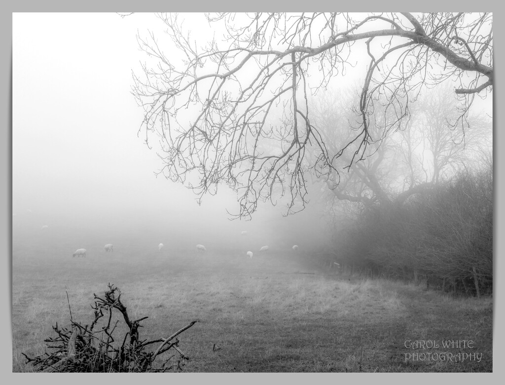 Sheep In The Fog (filler) by carolmw