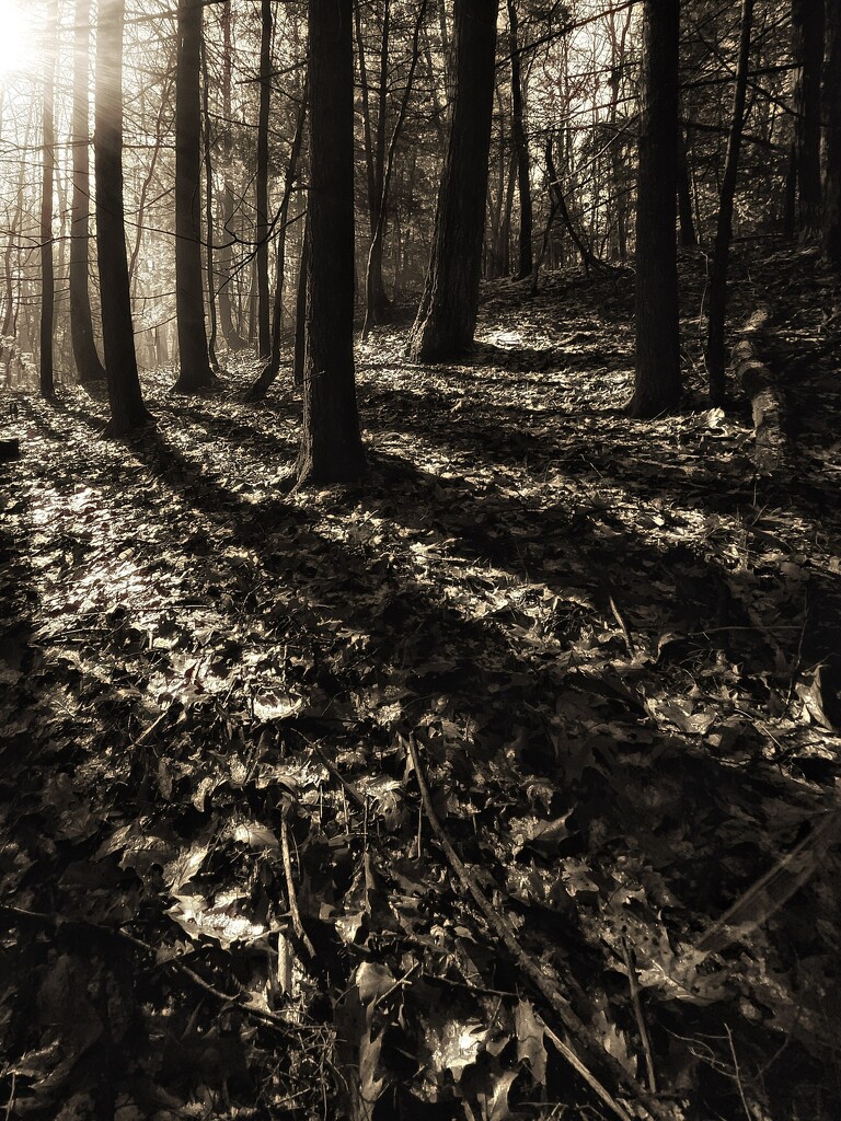 Sepia Forest  by jakb