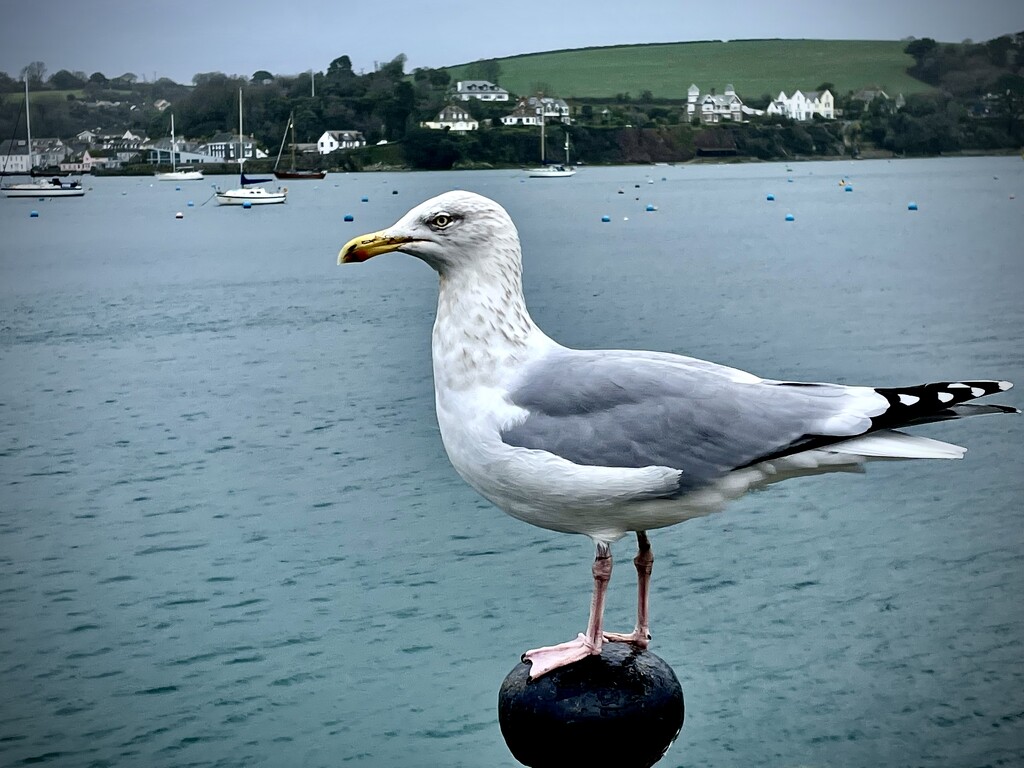 Seagull by nigelrogers