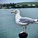 Seagull by nigelrogers