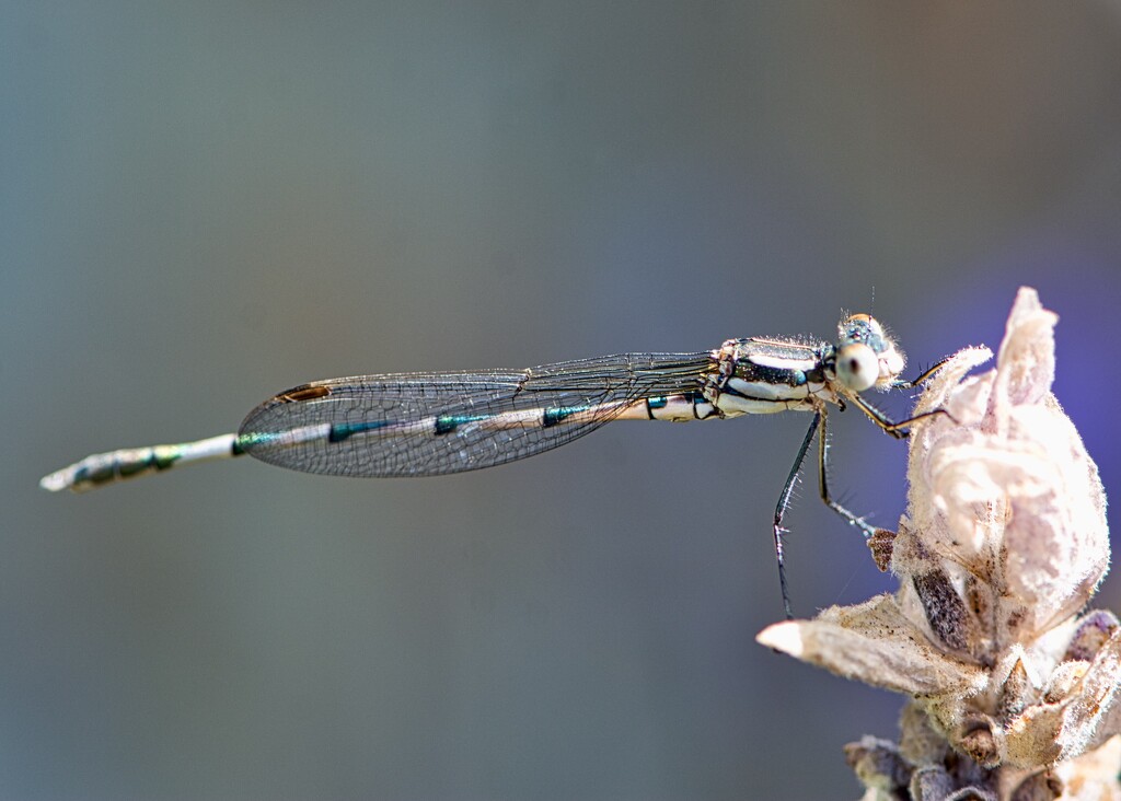The Damselflies Came Out To Play DSC_8968 by merrelyn