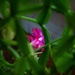 Hidden Bloom by tdaug80