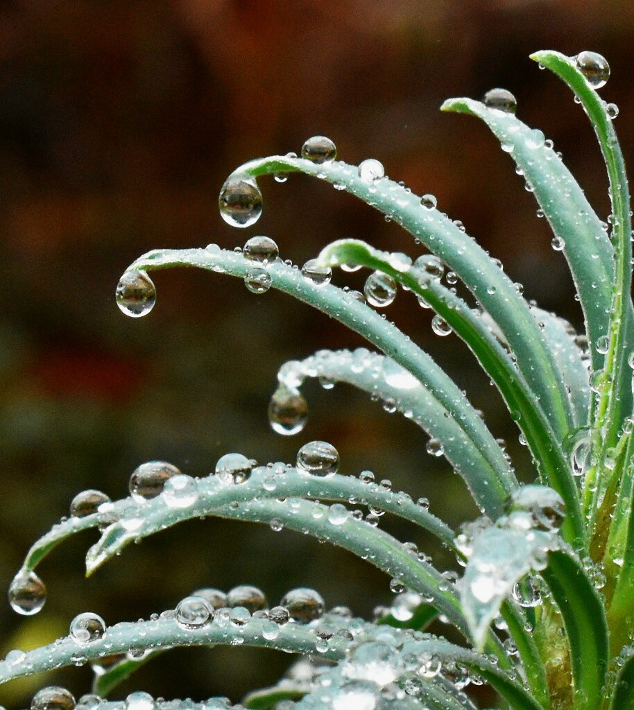 Morning raindrops on my Euphorbia by anitaw