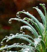 29th Dec 2021 - Morning raindrops on my Euphorbia