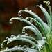 Morning raindrops on my Euphorbia by anitaw