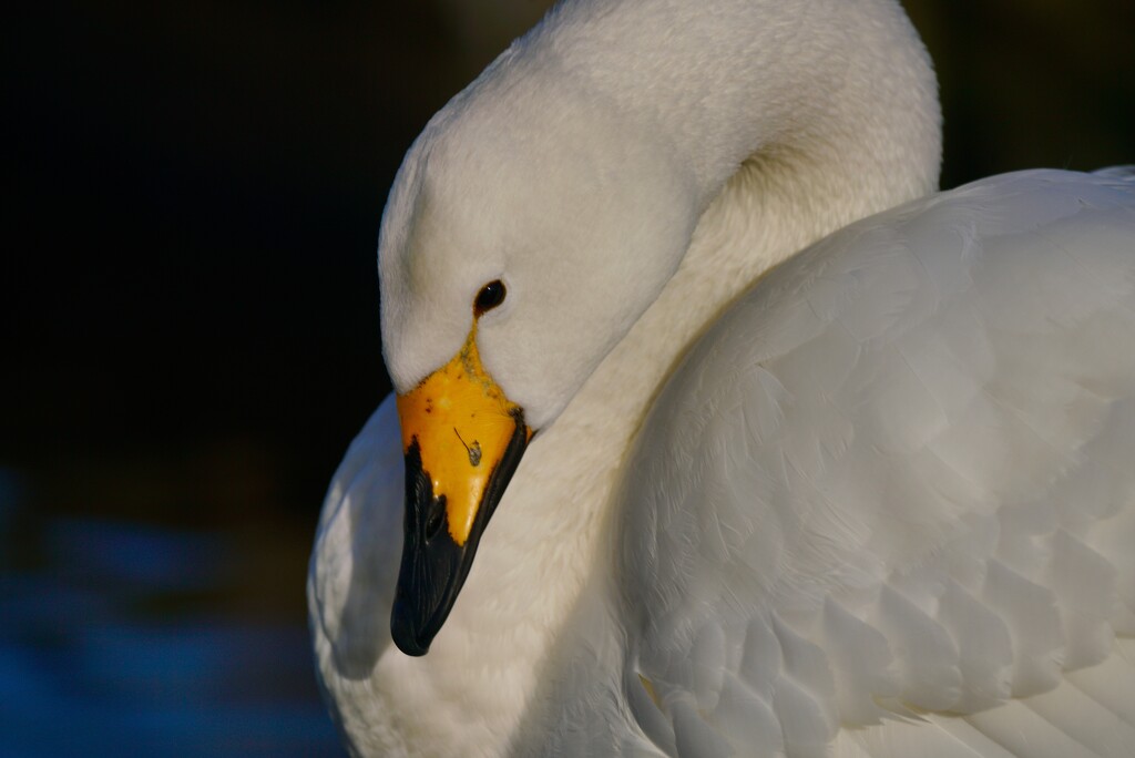 WENDY THE WHOOPER SWAN by markp