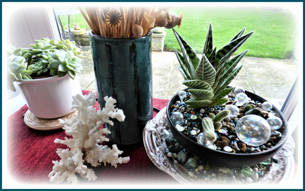 Cacti and succulents  by beryl