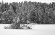 29th Dec 2021 - Islet on a frozen lake