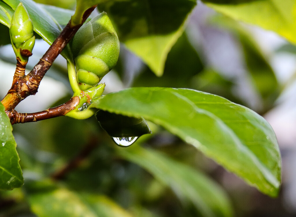 Just a raindrop on a camellia by nodrognai
