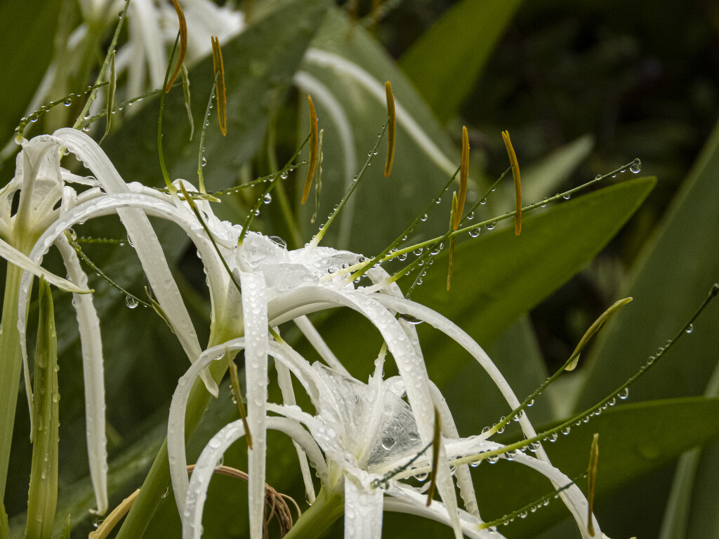 Spider Lily in the rain by koalagardens