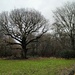 Grimston's Oak by boxplayer