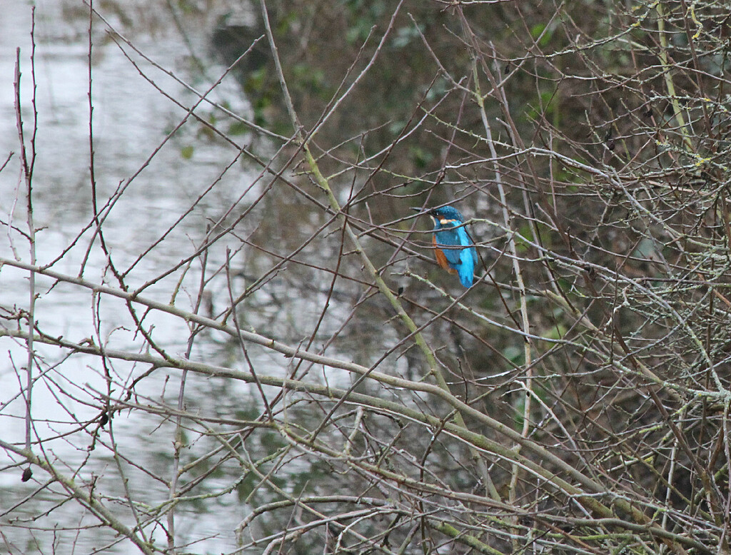 My First Kingfisher. by wendyfrost