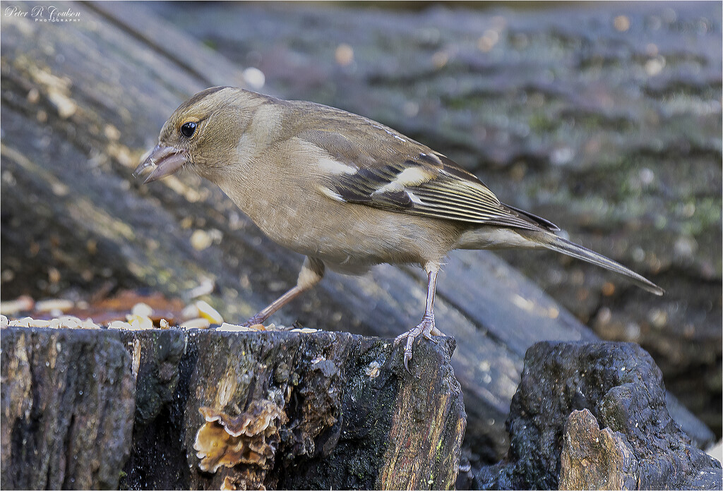Female Greenfinch  by pcoulson