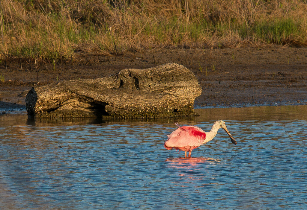 Roseate Spoonbill by dkellogg