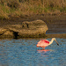 Roseate Spoonbill by dkellogg