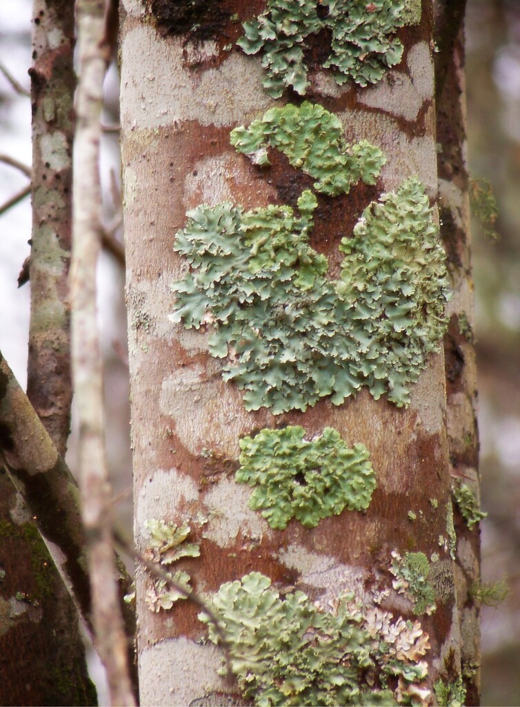 Greenshield lichen... by marlboromaam
