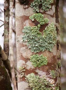 30th Dec 2021 - Greenshield lichen...