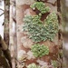 Greenshield lichen...