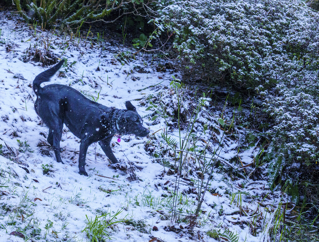 Pearl Playing In the Snow  by jgpittenger