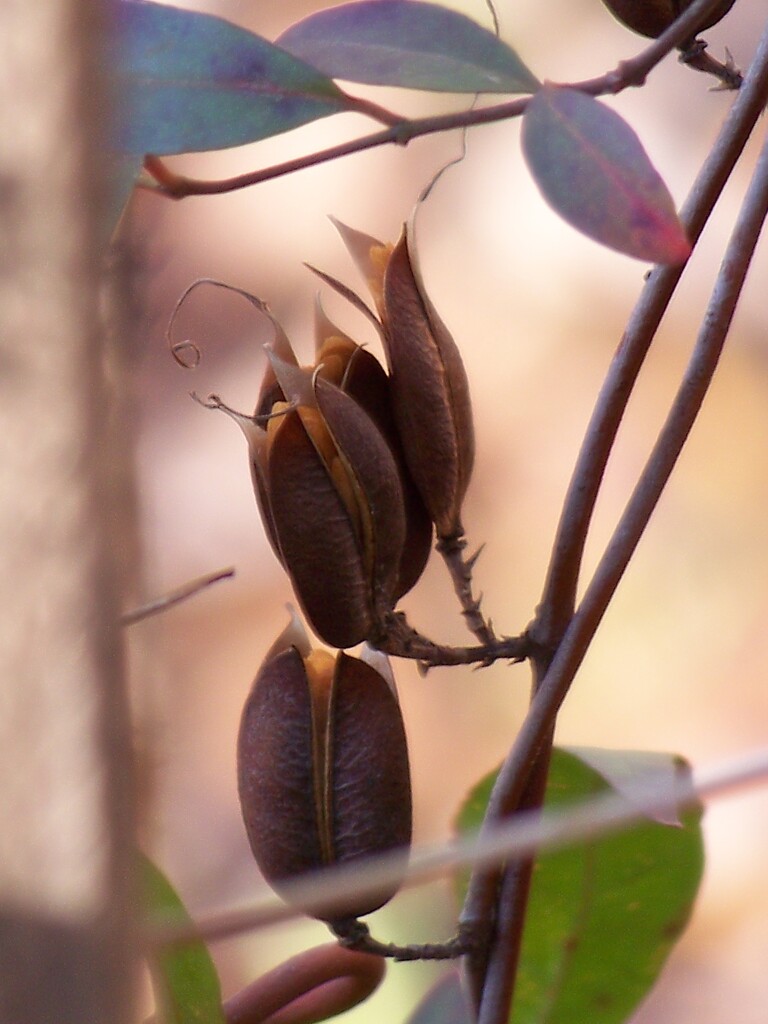 Carolina wild jasmine seed pods... by marlboromaam